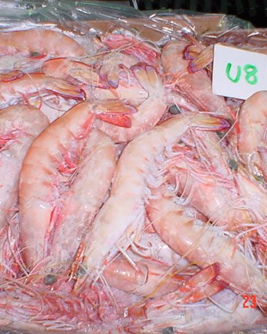 raw australian eastern king prawn