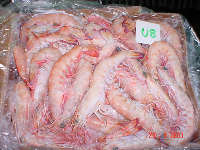 raw australian eastern king prawn