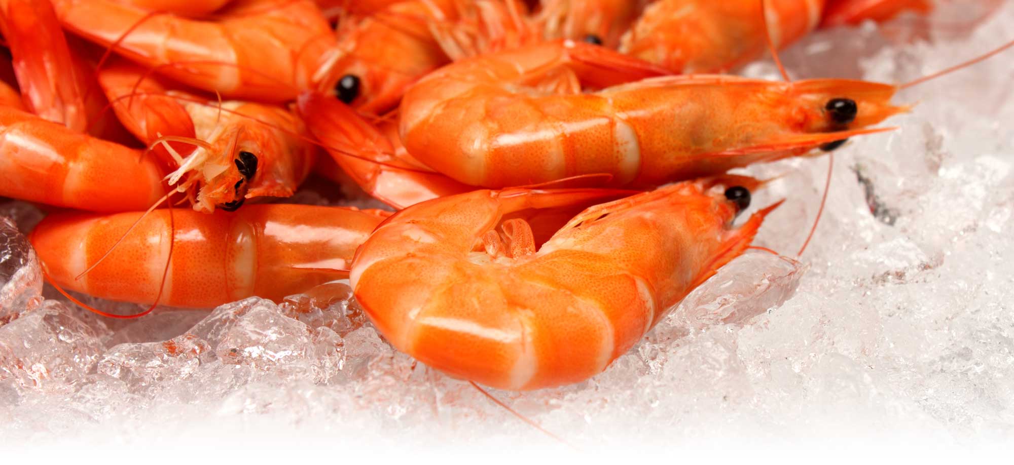 Urangan Fisheries Australian Seafood Specialists based in Hervey Bay