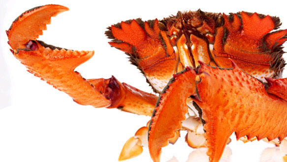 wild caught spanner crab